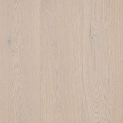 Canterbury Oak